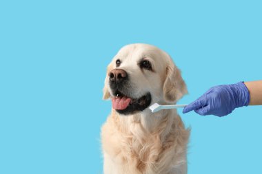 Tıbbi eldivenli kadın, mavi arka planda Labrador köpek dişlerini fırçalıyor.