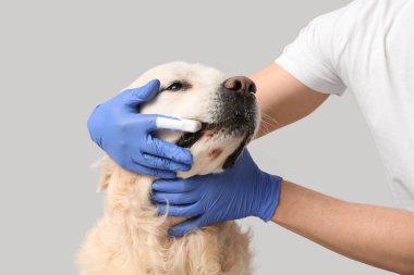 Tıbbi eldivenli kadın elleri gri arka planda Labrador köpek dişlerini fırçalıyor.