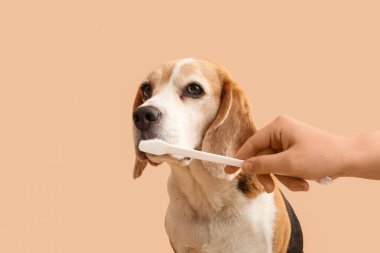 Bej arka planda sevimli köpeğin dişlerini temizleyen kadın veteriner.