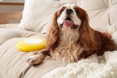 Şirin süvari Kral Charles, evdeki kanepede frizbi diskiyle yatıyor.