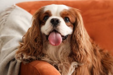 Şirin süvari Kral Charles spaniel battaniyesiyle evdeki kanepede yatıyor.