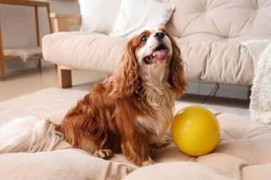 Sevimli şövalye Kral Charles evdeki evcil hayvan yatağında elinde oyuncak topla yatıyor.