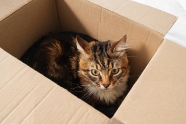 Evdeki karton kutuda oturan sevimli kedi, yakın plan.
