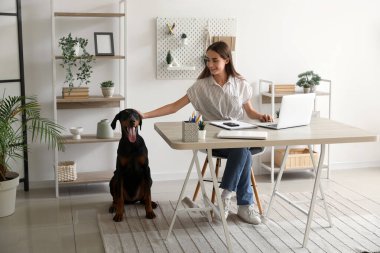 Şirin Doberman köpeği ve iş yerinde dizüstü bilgisayarı olan güzel, genç ve mutlu bir kadın.