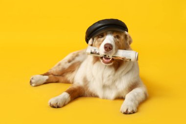 Sarı arka planda yatan gazeteli şapkalı şirin Avustralyalı çoban köpeği