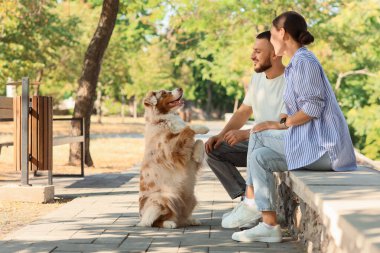 Avustralyalı çoban köpeği olan genç çift parkta bankta oturuyor.