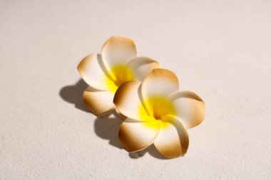 Kum arka planında güzel tesisat çiçekleri, yakın plan.