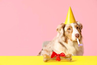 Şirin Avustralyalı çoban köpeği. Islık çalıp kemik muamelesi yapıyor. Doğum gününü pembe arka planda kutluyor.