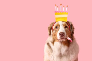 Saç bandı şeklinde şirin Avustralya çoban köpeği ve pembe arka planda parti düdüğü.