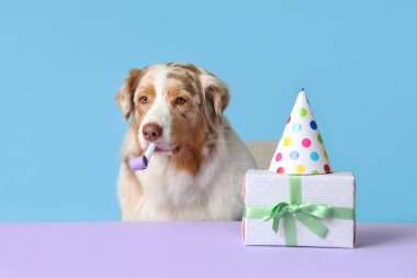 Şirin Avustralya çoban köpeği parti düdüğü, şapka ve hediye kutusu ile mavi arka plandaki masada doğum gününü kutluyor.