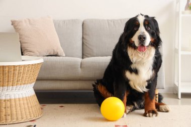 Evde top oynayan sevimli Bernese dağ köpeği.