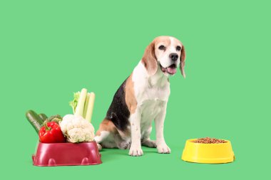 Yeşil arka planda sebzeli ve kuru yiyecekli kaselerin yanında tatlı bir av köpeği.