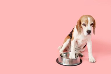 Pembe arka planda boş kasesi olan sevimli av köpeği.