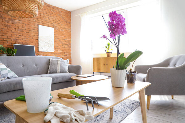 Orchid flower with seedlings and gardening tools on table in living room