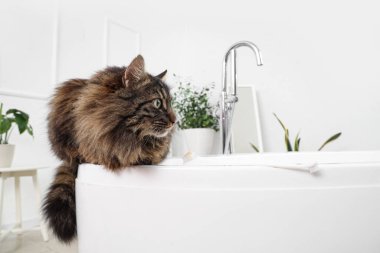 Evde küvette diş fırçası olan sevimli, tüylü bir kedi.