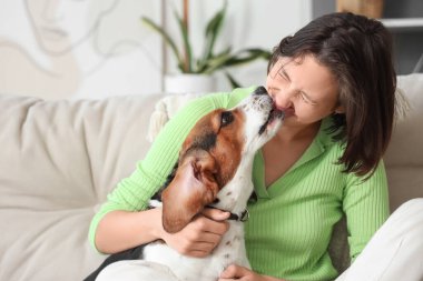 Beagle köpeği olan genç bir kadın evdeki kanepede eğleniyor.