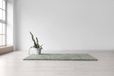 Büyük ışık odasındaki halıda yeşil bitki