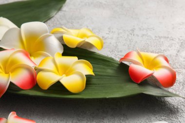 Gri arka planda tropikal yaprakları olan güzel Plumeria çiçekleri, yakın plan
