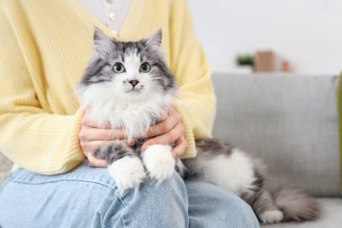 Evde kısırlaştırmadan sonra şirin kedileri olan bir ev sahibi.