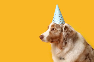 Sarı arka planda parti şapkalı şirin Avustralyalı çoban köpeği.