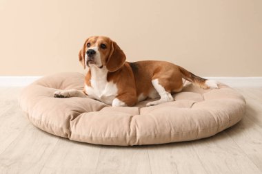 Sevimli Beagle köpeği bej duvarın yanındaki evcil hayvan yatağında yatıyor.