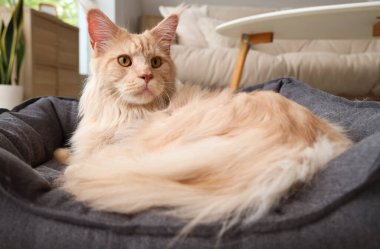 Sevimli bej rengi Maine Rakun kedisi. Evcil hayvan yatağında yatıyor, yakın plan.