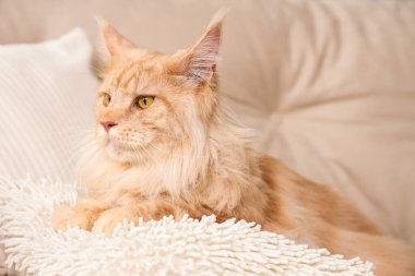 Evdeki beyaz kanepede yastıklı şirin bej renkli Maine Rakun kedisi.