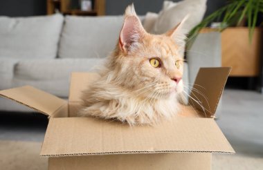 Evdeki karton kutuda oturan sevimli bej renkli Maine Rakun kedisi, yakın plan.