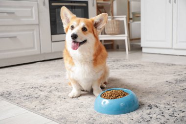 Şirin Corgi köpeği, elinde bir kase kuru yemekle mutfakta oturuyor.