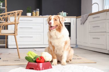 Tatlı Avustralya çoban köpeği ve evde sebzeli kase.