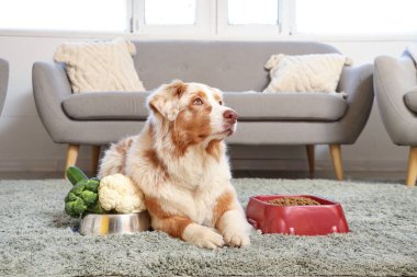 Tatlı Avustralya çoban köpeği evde sebzeli ve kuru yiyecekli kaselerin yanında.