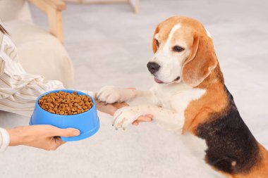 Sahibi, sevimli av köpeğini evde besliyor, yakın plan.