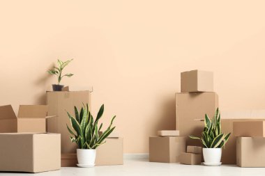 Bej duvarın yanında ev bitkileri ve karton kutular. Taşınma konsepti