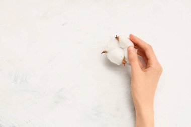 Beyaz grunge arka planda pamuk çiçekli kadın eli, yakın plan