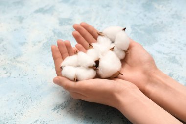 Mavi grunge arka planda pamuk çiçekli kadın eller, yakın plan