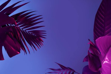 Mavi arkaplanda farklı neon yapraklar