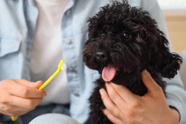 Diş fırçası ve oyuncak kaniş köpeği olan genç bir kadın evde, yakın plan.