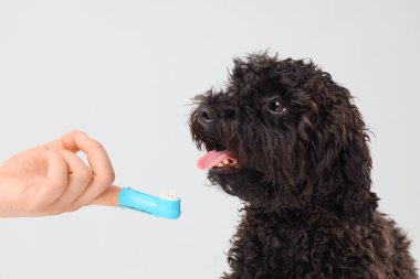 Diş fırçalı kadın el ve arka planda oyuncak köpek, yakın plan.