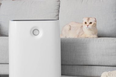 Şirin İskoç kedisi evde hava temizleyicisiyle kanepede yatıyor.