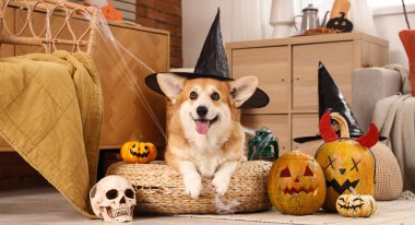 Cadı şapkalı şirin Corgi köpeği. Cadılar Bayramı partisi için süslenmiş koltuğun üzerinde balkabakları var.