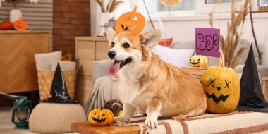 Evde Cadılar Bayramı partisi için süslenmiş bankta oturan balkabaklı şirin Corgi köpeği.