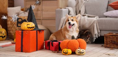 Balkabaklı şirin Corgi köpeği, cadı şapkası ve Cadılar Bayramı partisi için dekore edilmiş hediye kutuları.