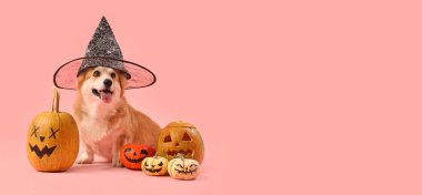 Cadılar Bayramı balkabaklı cadı şapkalı şirin Corgi köpeği pembe arka planda oturuyor.