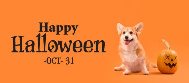 Cadılar Bayramı balkabaklı şirin Corgi köpeği turuncu arka planda oturuyor.