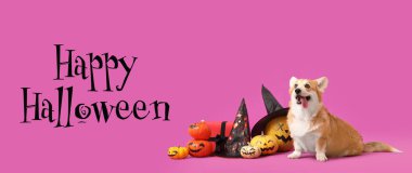 Cadılar Bayramı balkabaklı şirin Corgi köpeği, hediye kutusu ve mor arka planda oturan cadı şapkaları.