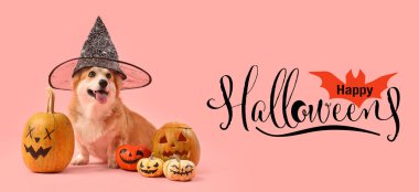 Cadılar Bayramı balkabaklı cadı şapkalı şirin Corgi köpeği pembe arka planda oturuyor.