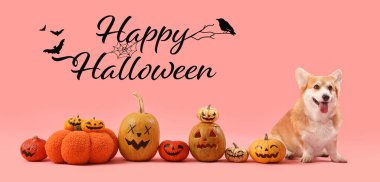 Cadılar Bayramı balkabaklı şirin Corgi köpeği pembe arka planda oturuyor.