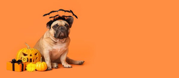 Cute bulldog, Halloween pumpkin and gift on orange background with space for text