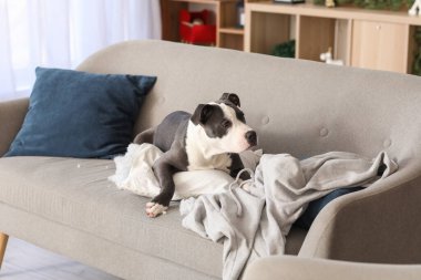 Yaramaz Staffordshire Teriyeri yırtık yastıkla evdeki kanepede yatıyor.