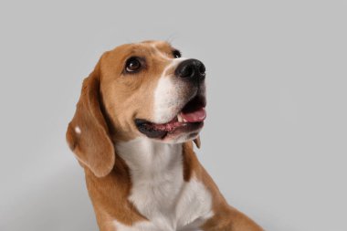 Gri arka planda sevimli Beagle köpeği